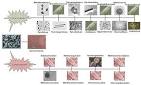 archaea