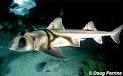 FLMNH Ichthyology Department: Port Jackson Shark
