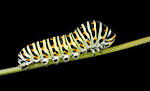 File:Chenille de Grand porte queue (macaon).jpg - Wikipedia