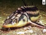 WWF - Sturgeon