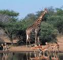 A Fascinating Visit To Kruger National Park | Travlang Travel Guide