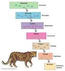classification « Fascinating Animals