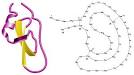 While <b>aprotinin</b> and bovine