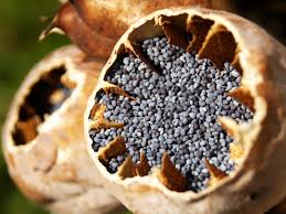 Opium addiction treatment is there to treat people living with opium 