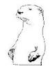 Otter coloring page