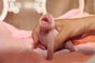Female panda born in Sichuan CCTV News - CNTV English