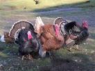 TQ1414 : Three turkeys who - via Daymix