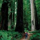 California Redwoods To Grow At Home - Giant Sequoia or Coast ...