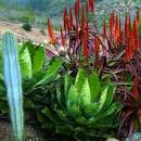 Agaves: living sculptures - Sunset.