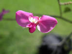 Polygalaceae <b>Securidaca</b>