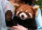 File:Red Panda Face.jpg - Wikimedia Commons