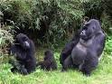 Gorillas in the Mist by Dian Fossey ~ things mean a lot