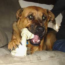 external image images?q=tbn:ANd9GcQBC8bdqlJLfPnB-81KFg2va0nzbf1s8Fj1QW6Sncc6gqsD5ucefg