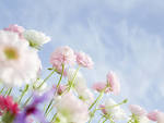 Soft Focus Flower Photography (Vol.03) : Pure Sweet Wideflowers ...