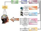 http://www.brain.riken.jp/bsi-news/bsinews34/files/research0105-big-e.gif