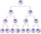 <b>cell differentiation</b>.
