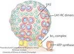 Intrinsic Curvature Properties of Photosynthetic Proteins in ...