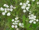 Caraway Essential Oil - Online Caraway Essential Oil, Caraway Oil ...