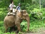 animal riding