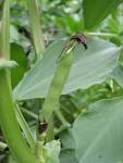 Ackerbohne (<b>Vicia faba</b>)