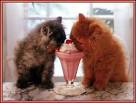 kittens love cute icecream