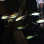 Congo tetra (Phenacogrammus - via Daymix