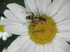 Suitably camouflaged, this insect seemed to hang around this daisy flower - via Daymix