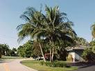 Coconut Palm, Cocos nucifera