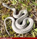 White Snake Pics - High Resolution White Snake Pictures ...