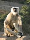 mreanthro / Langur Monkeys: The Ancient Warrior