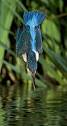 Totally hooked on kingfishers: One man's love affair with a very