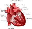 Ischemic Heart Disease : Heart Health