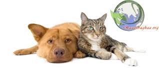 Bildergebnis für ‫سگ واقی وکربه واقی‬‎