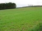 Cereals near Blencow Hall. Probably spring barley. - via Daymix