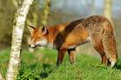 Fox at the British Wildlife Centre, Newchapel, Surrey - via Daymix