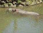 Auckland Zoo - Wikipedia, the free encyclopedia