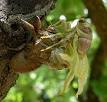 Chitin - Wikipedia, the free encyclopedia