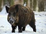 boar pronunciation