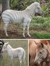 Mongabay and Biomes Blog)