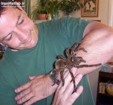 Bildergebnis für ‫سگ واقی وکربه واقی‬‎