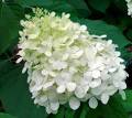 All About Hydrangeas, Home Page