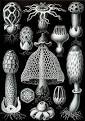Basidiomycota - Wikipedia, the free encyclopedia