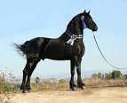 friesian pronunciation