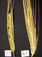 Barley - Wikipedia, the free encyclopedia