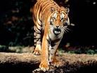 Tiger | Species | WWF