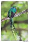 Resplendent Quetzal