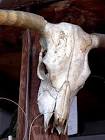 Skulls bones horns cows public - via Daymix