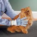 grooming a cat, cat cleaning, grooming for cats