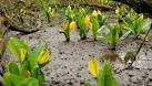 American skunk cabbage, Northern Ireland. The American skunk cabbage is - via Daymix