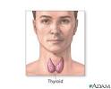 Thyroid gland